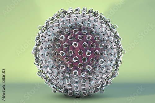 Hepatitis C virus, illustration