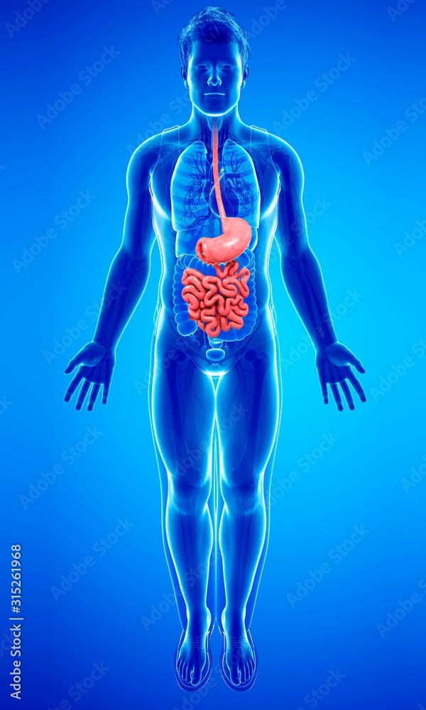 Human digestive system, illustration Human digestive system, illustration
