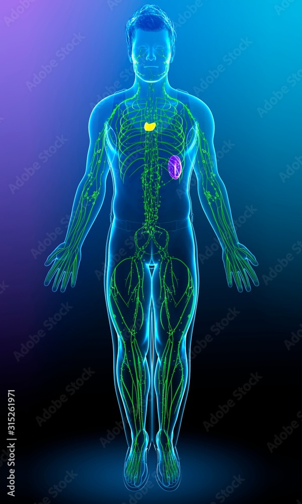 Human lymphatic system, illustration Human lymphatic system, illustration