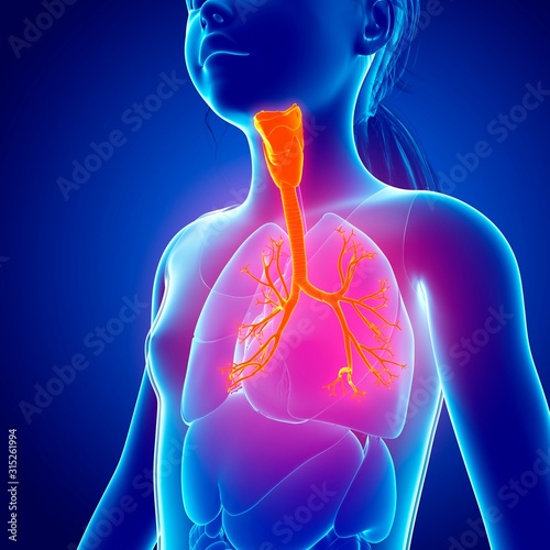 Human respiratory system, illustration photo
