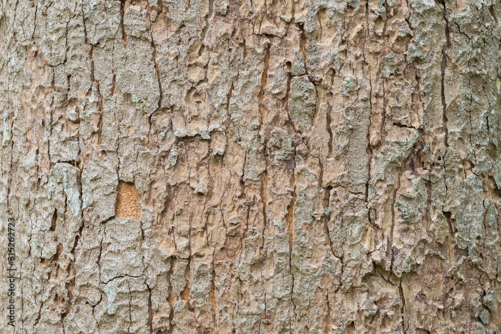 bark of a tree bark of a tree