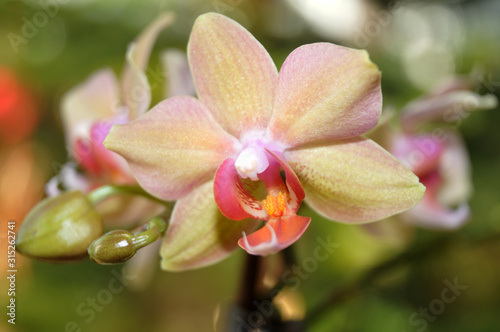 a pale pink flower head of a moth orchid