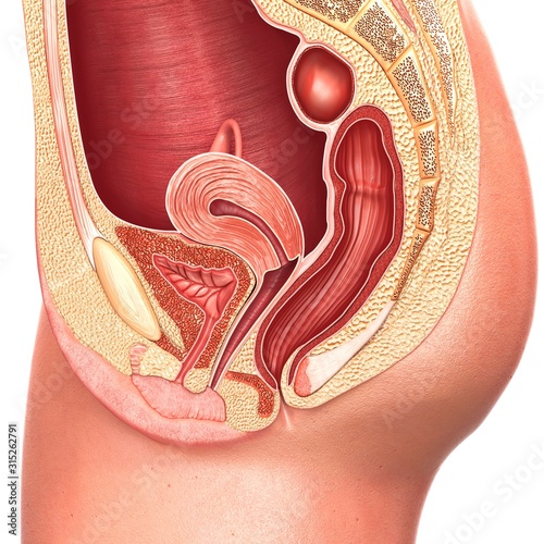 Female reproductive system, illustration photo