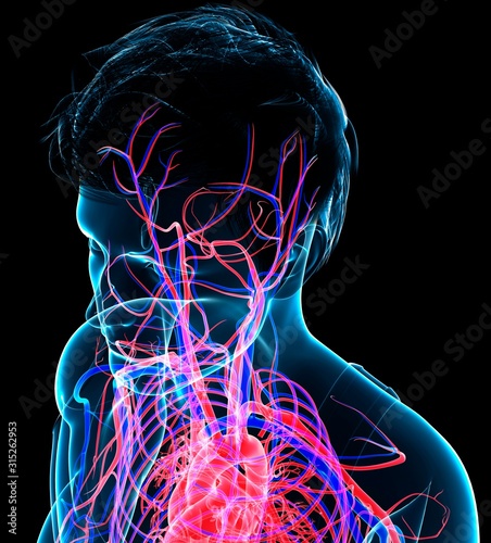 Head circulatory system, illustration photo