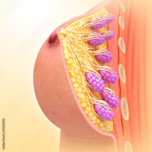 Female breast anatomy, illustration photo