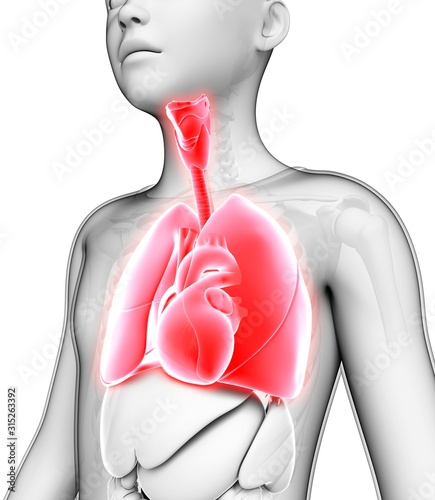 Human respiratory system, illustration photo