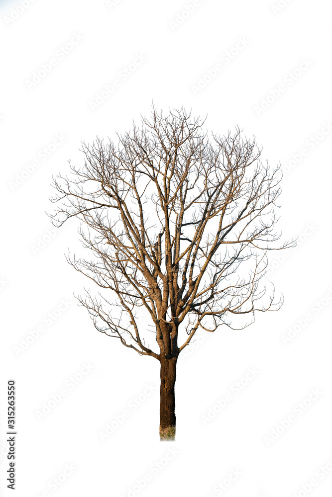 Dead tree isolated on white background,global warming concepts Dead tree isolated on white background,global warming concepts