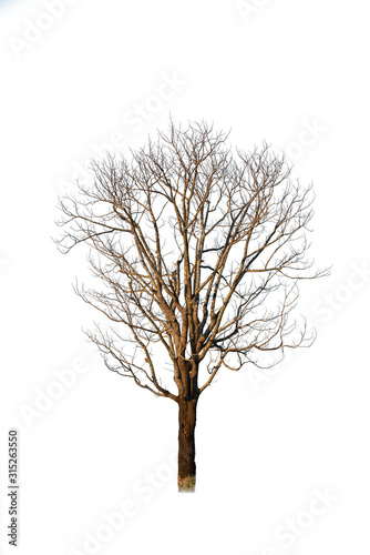 Dead tree isolated on white background,global warming concepts