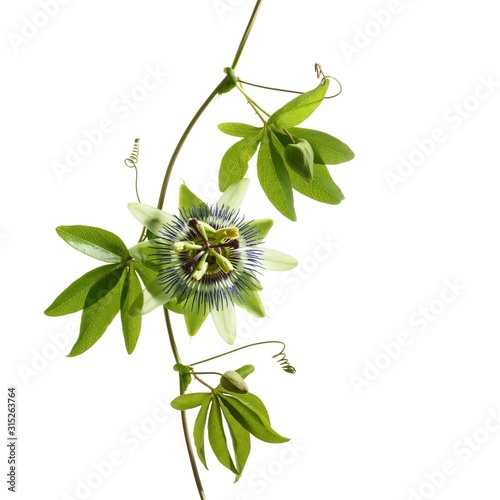Passion flower