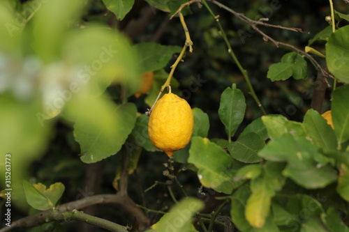 fresh growth leaf covered ripe juicy lemon hanging on a home grown backyard lemon tree, Victoria, Australia