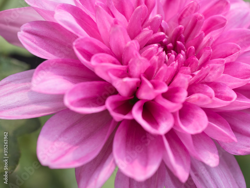 a beautiful close up pink dahlia © nitinan