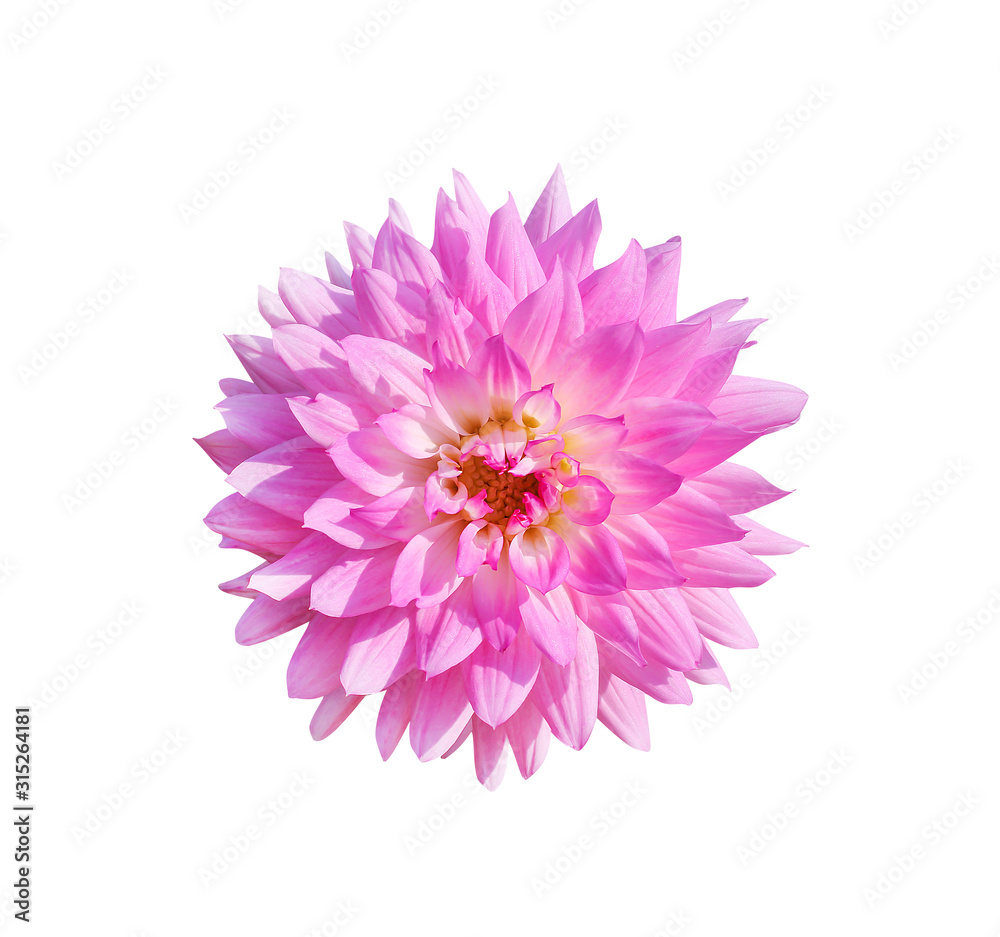 Fresh pink or purple dahlia flowers patterns blooming isolated on white  background and clipping path