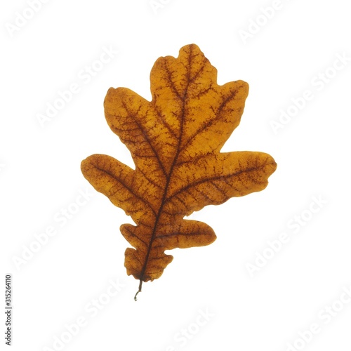 Oak leaf