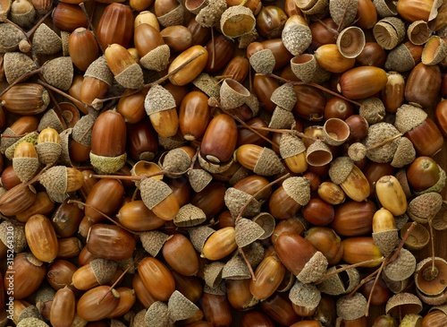 Acorns from an oak tree