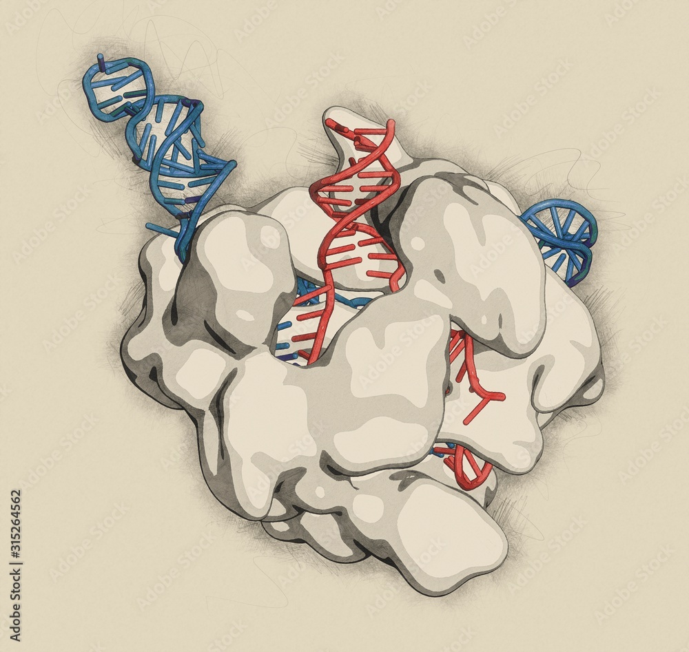 CRISPR-CAS9 gene editing, illustration Stock Photo | Adobe Stock