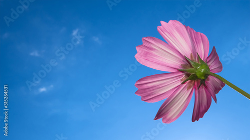 a beautiful cosmos flower in the blue sky