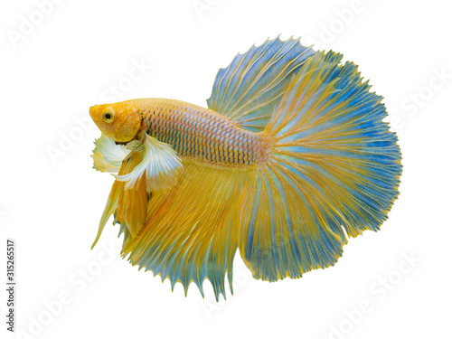 Canvas Print The moving moment of Betta Siamese fighting fish, Betta splendens Pla-kad ( biting fish ) Thai, popular aquarium fish