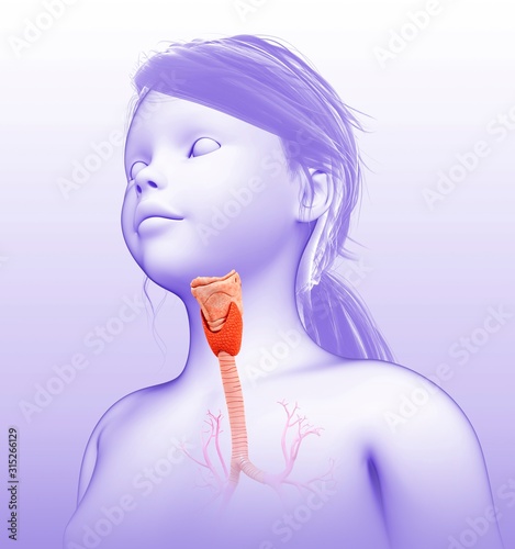 Larynx and trachea, illustration photo