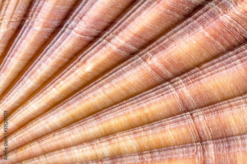 Red-ribbed scallop shell, macrophotograph