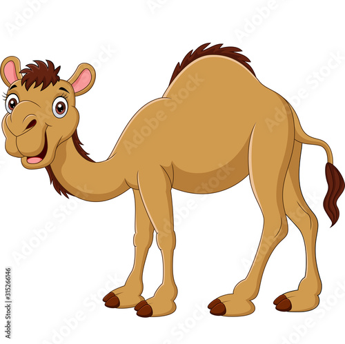 Cartoon camel isolated on white background