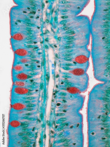 Small intestine, LM
