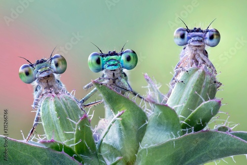 Three damselflies on wild plant photo
