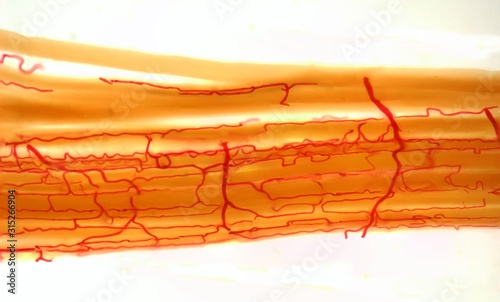 Blood supply to muscles, LM photo