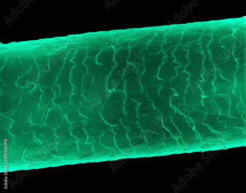 Human hair, SEM