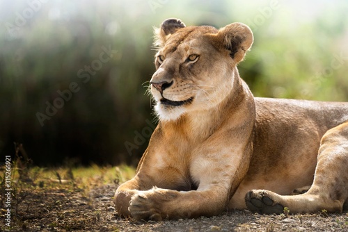 Lioness lying down