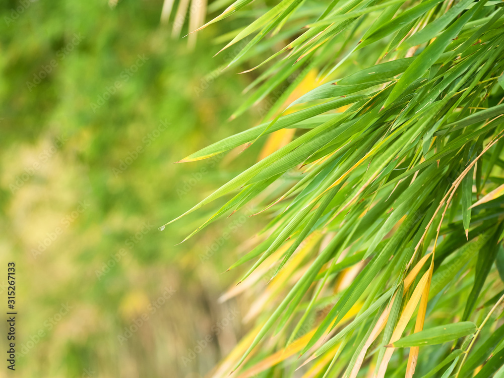 Bamboo can be used for all parts to have many benefits Bamboo can be used for all parts to have many benefits