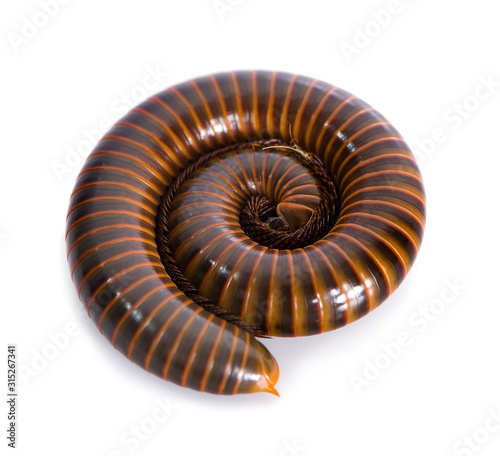 A single millipede an isolated on white background