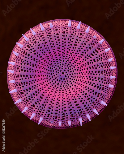 Centric fossil diatom frustule, SEM photo