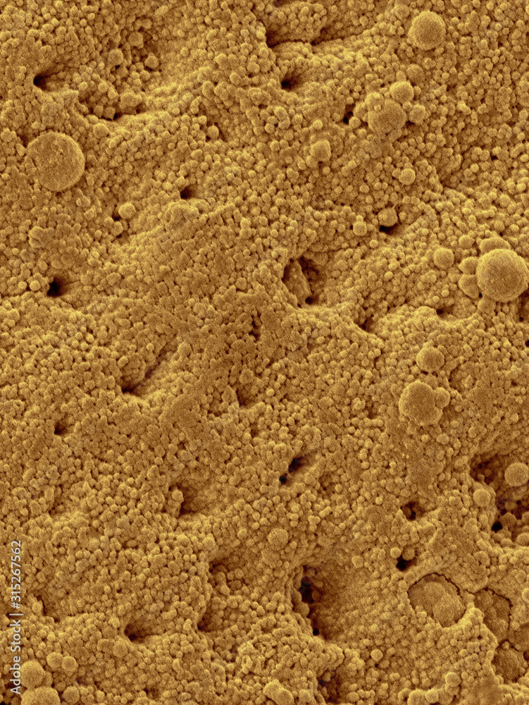 Chicken eggshell surface, SEM Chicken eggshell surface, SEM