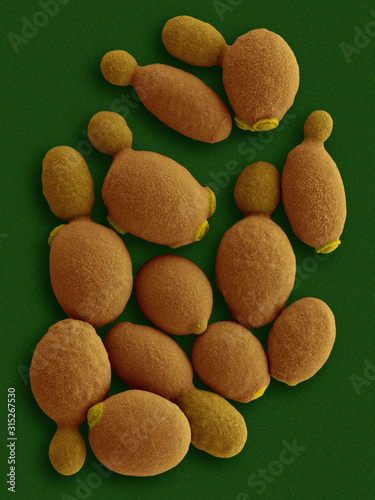 Methylotrophic yeast (Komagataella phaffii), SEM photo