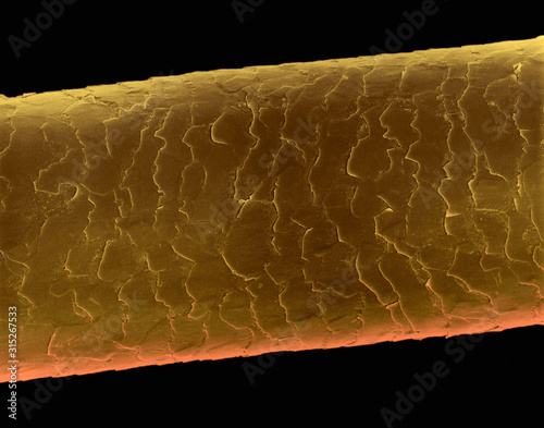Human hair, SEM