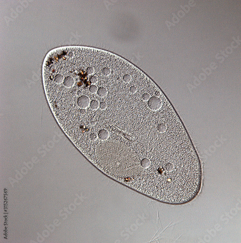 Paramecium multimicronucleatum, LM photo