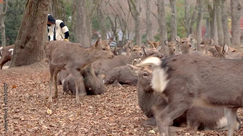 Herd of Japan Sika Deer in Nara Park, Relaxing on ground on Autumn Day photo