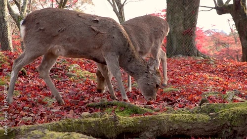 Nara Deer eating red Maple leaves in park, Japan photo