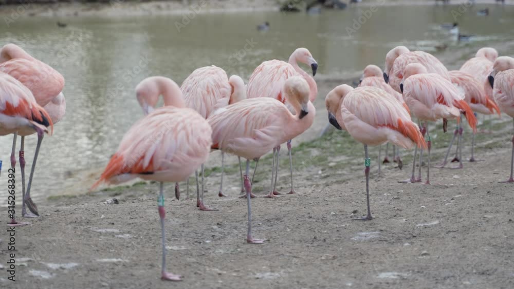 Beautiful landscape of a Group or pat of a Chilean Flamingos (Phoenicopterus chilensis) in front of a lagoon. Pond and ducks as a background. Beautiful landscape of a Group or pat of a Chilean Flamingos (Phoenicopterus chilensis) in front of a lagoon. Pond and ducks as a background.