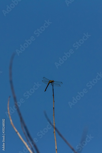 dragonfly perched on the branch © ZAIRIAZMAL
