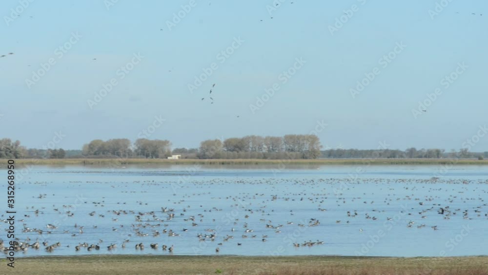 Group of Greylag goose flying and resting on a lake. Autumn bird migration season in Havelland region. (Germany) Group of Greylag goose flying and resting on a lake. Autumn bird migration season in Havelland region. (Germany)