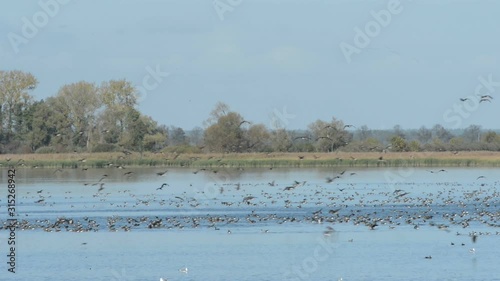 Lake with group Greylag goose flying and resting on a lake. Autumn  bird migration season in Havelland region. (Germany) photo