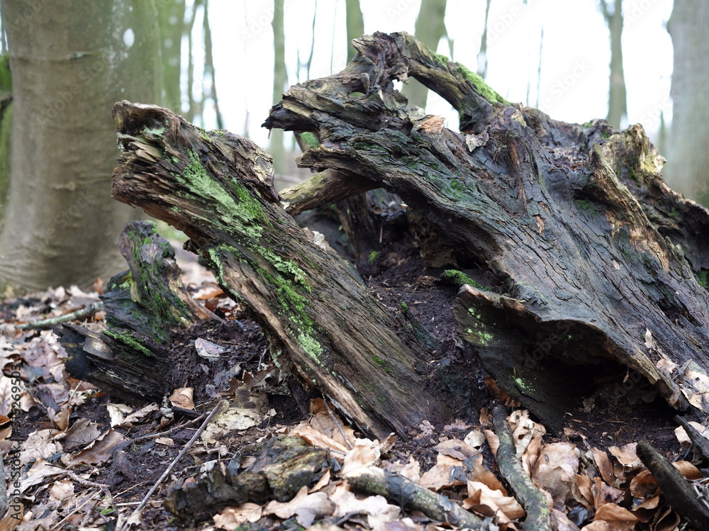 Obraz premium Morscher Baum im Naturwald