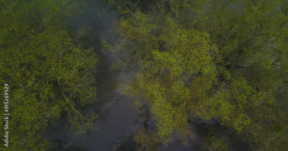 aerial up Moody foggy forest in Europe at sunrise by drone over a lake aerial up Moody foggy forest in Europe at sunrise by drone over a lake