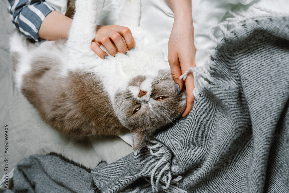 British breed cat being pet by a woman on a bed, selective focus British breed cat being pet by a woman on a bed, selective focus
