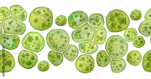 Stampa su tela Unicellular green algae chlorella spirulina with large cells single-cells with lipid droplets