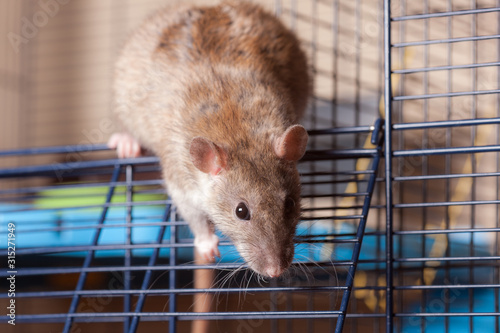 brown domestic rat in a cage