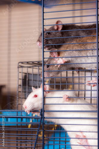 curious domestic rats