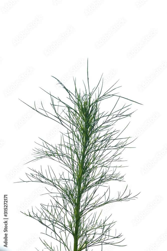 branch isolated on white background branch isolated on white background