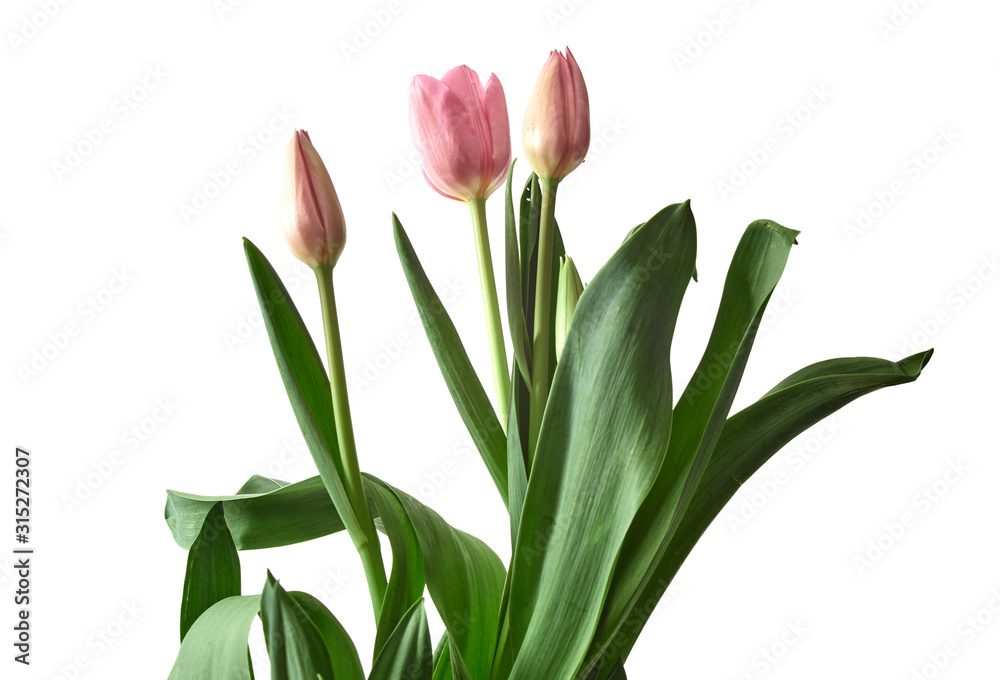 Obraz premium pink tulips isolated on white background